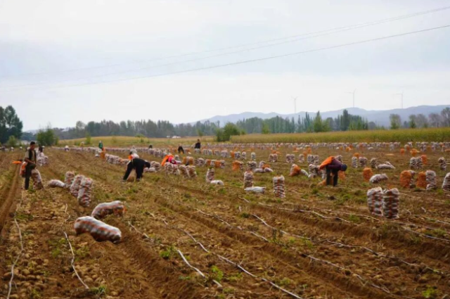 2黑老夭鄉:金豆歡歌壟上行 曬出最美豐收調.jpg