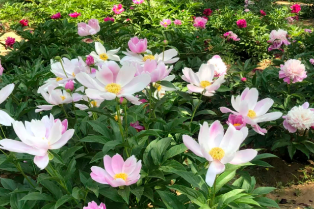 和林格爾之綠色交響曲：生態賦能繪新卷 奮楫揚帆啟新程