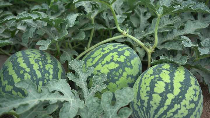 萬畝西瓜喜獲豐收 激活鄉村“甜蜜”經濟2_副本.png