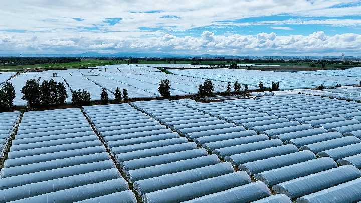 萬畝西瓜喜獲豐收 激活鄉村“甜蜜”經濟_副本.png