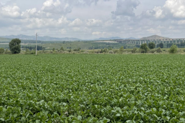 2新店子鎮:南瓜收罷種蘿卜 土地“連軸”轉出增收“好奔頭”.jpg